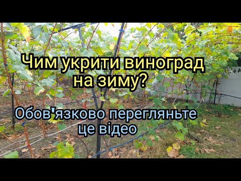 Видео: Чим укрити виноград на зиму? Хороший новий  укривний матеріал.