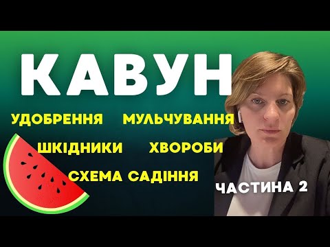 Видео: Вирощування кавуна: схема садіння, удобрення, мульчування, шкідники, хвороби, гряди. Ч.2
