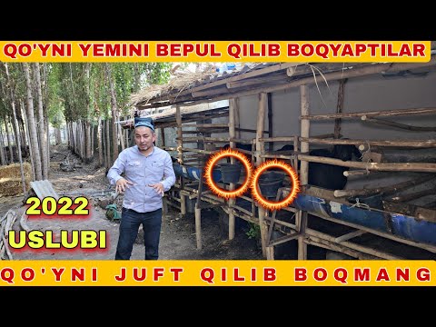 Видео: КУЙНИ ЙЕМИГА ПУЛ САРИФЛАМЕ БОКСАХАМ БОЛАРКАН