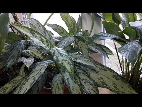 Видео: Как ОЗЕЛЕНИТЬ самый ТЁМНЫЙ  УГОЛ вашей КВАРТИРЫ.