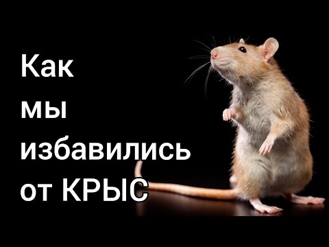 Видео: Как мы избавились от крыс и мышей в курятнике