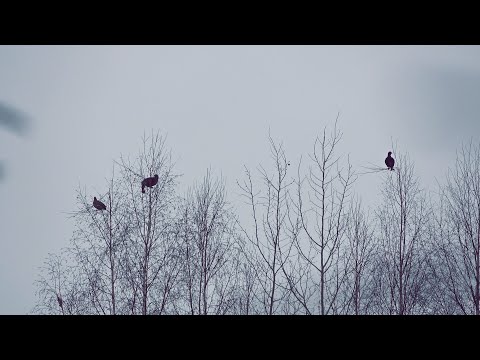 Видео: Охота на тетерева по первому снегу. Охота с мелкашкой.