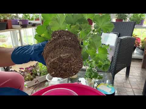 Видео: Пеларгонии и не только. Результаты укоренения в воде и вермикулите, пересадка🌺🌺