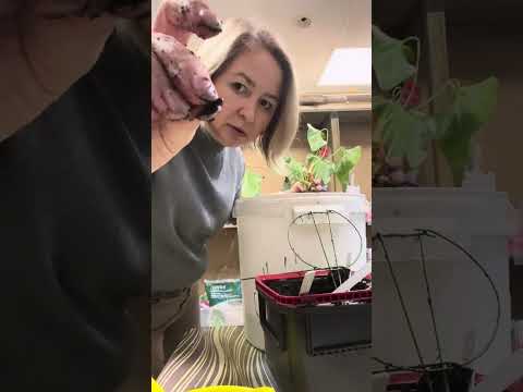 Видео: Что делать, если у антуриума гниют корни? 😱