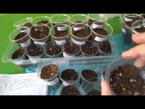 Видео: Сажаю перец и томаты на рассаду