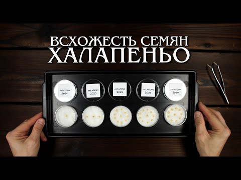 Видео: Семена перца Халапеньо. Как долго сохраняется всхожесть?
