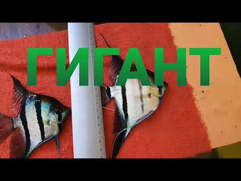Видео: Скалярии! Их размеры, содержание и размножение как это делаю я и как получается у меня!