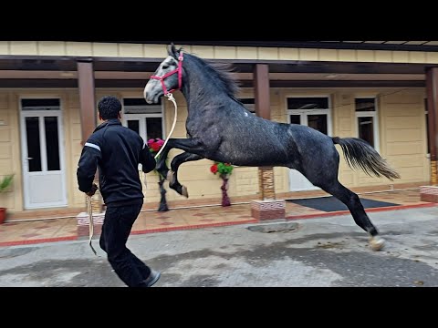 Видео: ЖОНИБОР СУЛУ ОТ ЭКАН...#horse #otbozor #конноеранчо #rek #qashqirlarmakonipistirma 