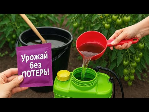 Видео: Плодов Больше, а Вершинной Гнили — Ноль! Завязь Спасена!
