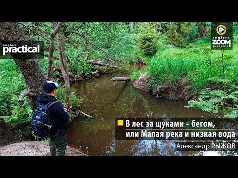Видео: В лес за щуками – бегом, или Малая река и низкая вода. Александр Рыжов. Anglers Practical