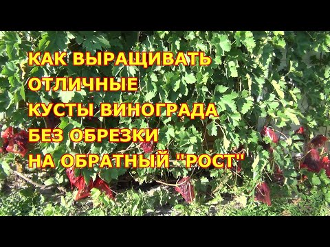 Видео: КАК БЫСТРО ВЫРАСТИТЬ РАЗВИТЫЕ КУСТЫ ВИНОГРАДА БЕЗ ОБРЕЗКИ НА ОБРАТНЫЙ "РОСТ"