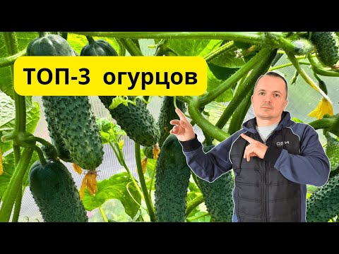 Видео: Эти огурцы не подводят! Ранние, урожайные, проверенные 🌱