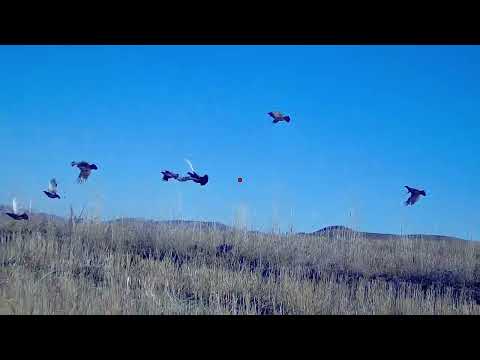 Видео: Tek atışta çift düşen keklikler serisi. Partridge hunting,охота на куропатку, chasse à la perdrix