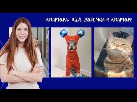 Видео: Как не испортить интерьер домиком для питомца | Архитектурный дизайн в школе Arhi.Teach