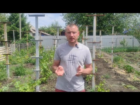 Видео: Виноград Квазар его урожайность 🍇 Зимой вымерз Аватар🥶