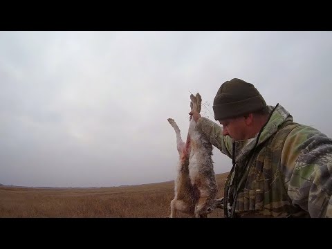 Видео: Охота на зайца с дратхааром. ЗАЯЧЬЕ ЭЛЬДОРАДО. 3:2 в пользу зайцев.