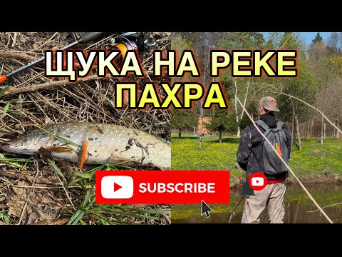 Видео: РЫБАЛКА НА РЕКЕ ПАХРА-ЩУКА ЖРЕТ РЕЗИНУ И НАПАДАЕТ ИЗ ПОД КОРЯГ!!!