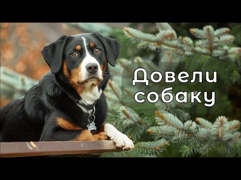 Видео: Разбор видео с канала ДогТренинг. Энтлебухер.