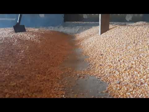 Видео: Кукуруза 2020.С какой влагой хранить кукурузу ?Будет лежать или нет ?