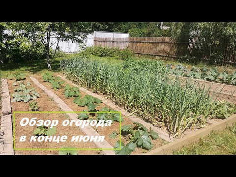 Видео: Дачные будни: огород в конце июня 2022 г.