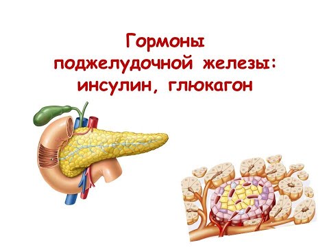 Видео: Гормоны поджелудочной железы: инсулин, глюкагон