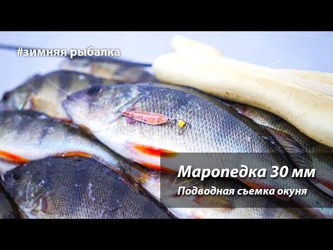 Видео: Маропедка 30 мм. Подводная съемка поклевок окуня.