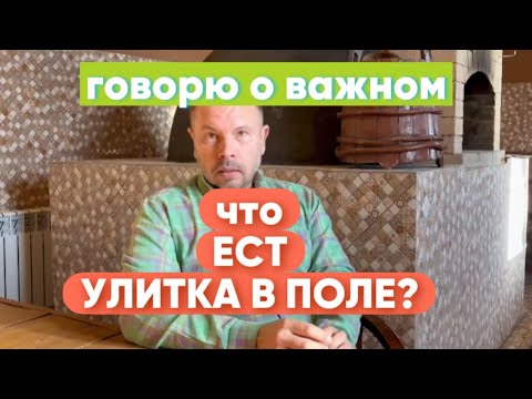 Видео: Перко. Что ест улитка в поле? Рубрика «Это интересно!»