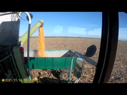 Видео: Косим кукурудзу ДК 3511 100ц/гек 2021р