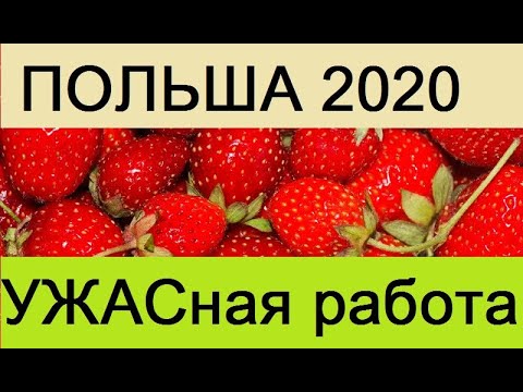 Видео: Самая тяжёлая работа в Польше! Хотите попробовать?