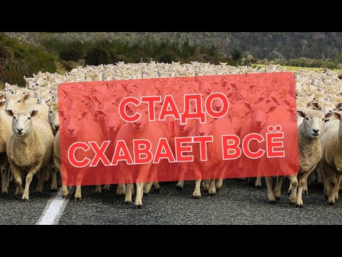 Видео: ХОЧЕШЬ ВЫЖИТЬ?ДЕРЖИСЬ ОТ СТАДО ПОДАЛЬШЕ!