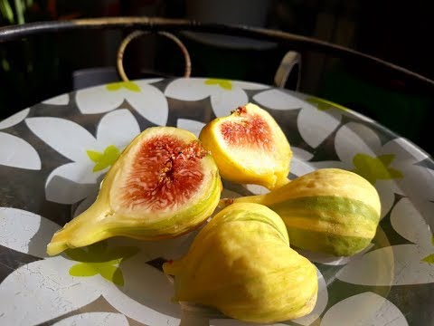 Видео: Инжир "Panache"