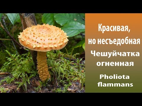 Видео: Красивая, но несъедобная. Чешуйчатка огненная -  Pholiota flammans