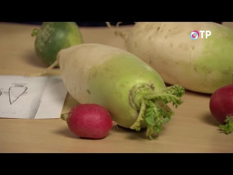 Видео: Дайкон — интересный и полезный