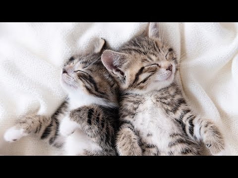 Видео: Anxiety Relief for Cats: Расслабляющая музыка для кошек, любимая музыка кошек - 10 часов музыки д...