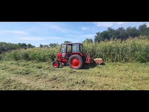 Видео: суданка, косим косилкой-плющилкой