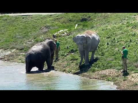 Видео: Слониха Джени СТАЛА КУПАТЬСЯ!