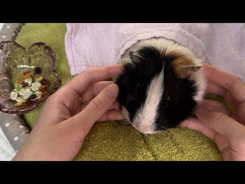 Видео: ASMR|| АСМР с моей морской свинкой❤️