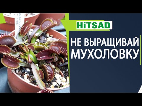 Видео: ПОЧЕМУ Я НЕ ВЫРАЩИВАЮ ВЕНЕРИНУ МУХОЛОВКУ 🌸 ДИОНЕЯ В ДОМАШНИХ УСЛОВИЯХ