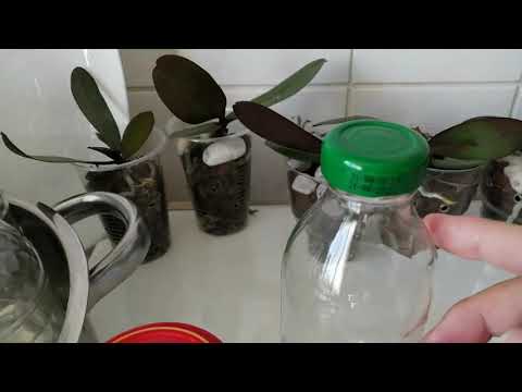 Видео: Питательная среда для семян орхидей, подготовка