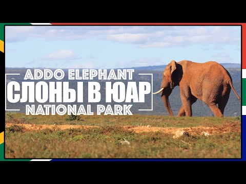 Видео: Слоны в ЮАР / Жизнь в саванне / Addo Elephant National Park / ЮАР #7