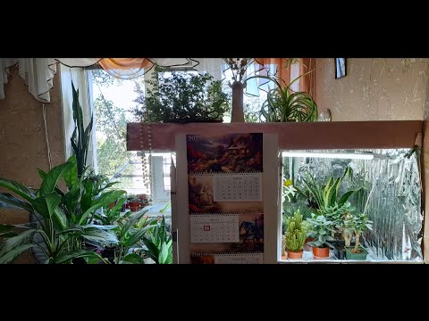 Видео: Комнатные цветы. Летний обзор. Кактусы и суккуленты на северном окне. Мои домашние растения.