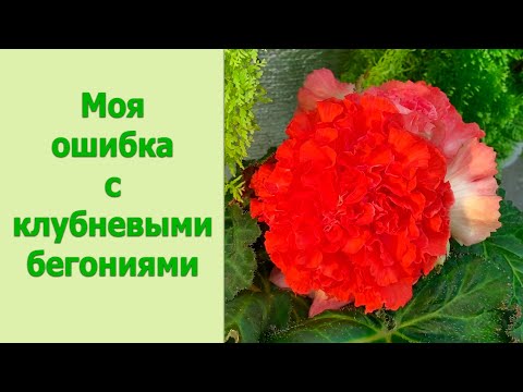 Видео: Цветочные будни. Клубни бегоний, которые не спали.