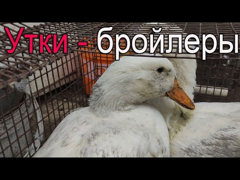 Видео: Утки бройлеры | Что это?