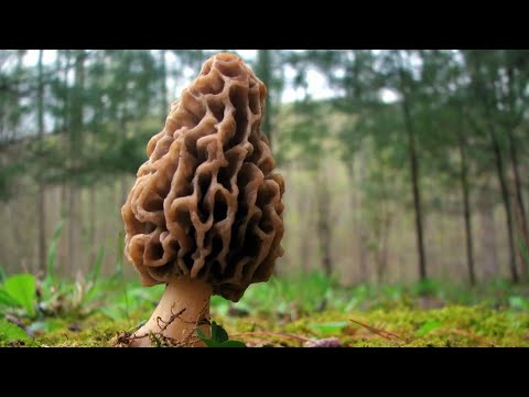 Видео: Апрельские грибы . Очень эмоциональный сбор .