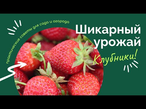 Видео: Правильный уход за клубникой от весны до осени