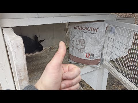 Видео: Кролики, початок, 2025 рік. Як забезпечити сухість в клітках для кроликів? Йодоклін від ЗВК у поміч