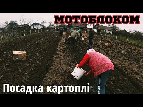 Видео: Посадка картоплі  мотоблоком/Посадка картоплі під плуг/Посадка картоплі весною