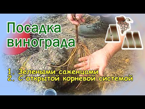Видео: 🍇 Посадка винограда саженцами