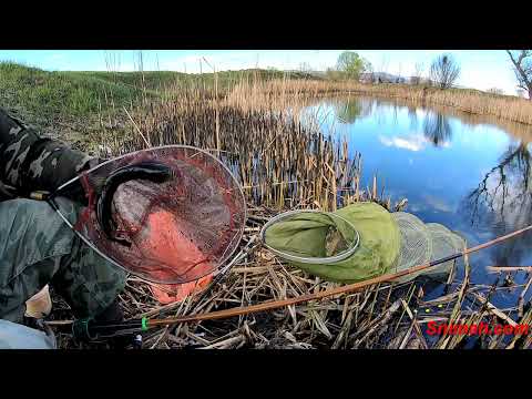 Видео: Дежавю с линове