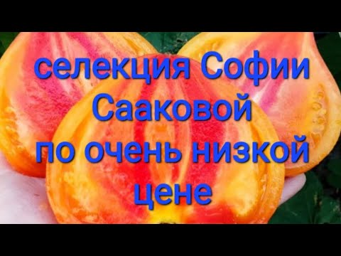 Видео: ❗️Почти даром❗️Семена томатов❗️Селекция Софии Сааковой❗️